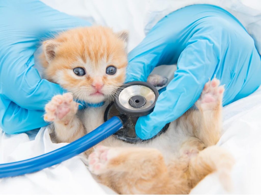 Giardiase chez le chat : symptômes, infection et traitements