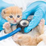 Giardiase chez le chat : symptômes, infection et traitements