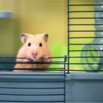 13 curiosités sur les hamsters