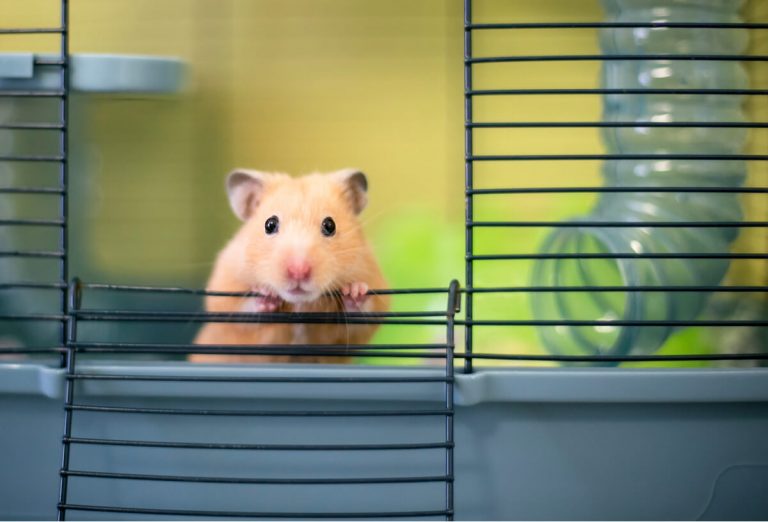 13 curiosités sur les hamsters