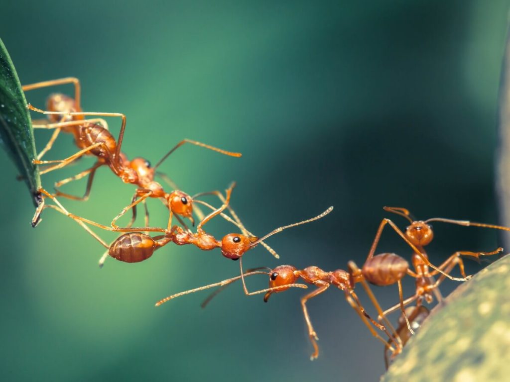12 curiosités de fourmis