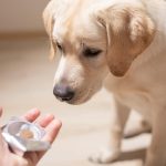 Sucralfate chez le chien : posologie et contre-indications