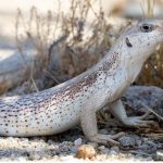 Iguane du désert: habitat et caractéristiques