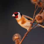 Les 10 oiseaux qui chantent le mieux