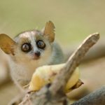 lemur-raton-ojos.jpg