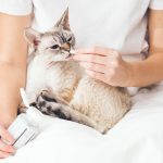 Buprex pour chats : posologie et effets secondaires