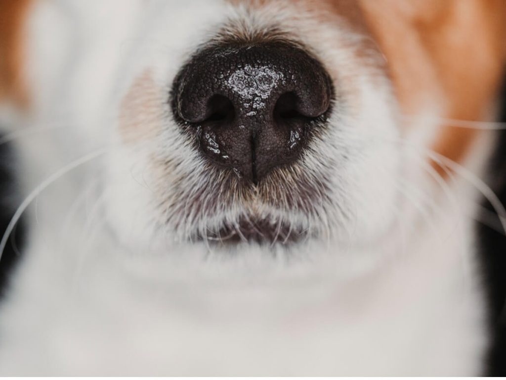 Hyperkératose chez le chien : causes, symptômes et traitements