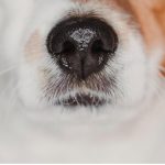 Hyperkératose chez le chien : causes, symptômes et traitements