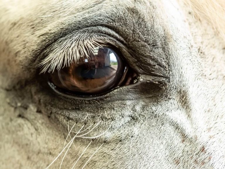 Glaucome du cheval : causes, symptômes et traitement