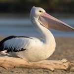 pelicano-ejemplo-mar.jpg