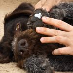 Perméthrine pour chiens : posologie et effets secondaires