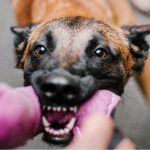 Problèmes de comportement chez le chien : tout ce que vous devez savoir
