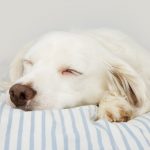 Botulisme chez le chien : caractéristiques, causes et traitement