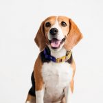 perro-beagle-contento.jpg