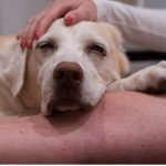 5 causes de cancer chez le chien et comment l'éviter