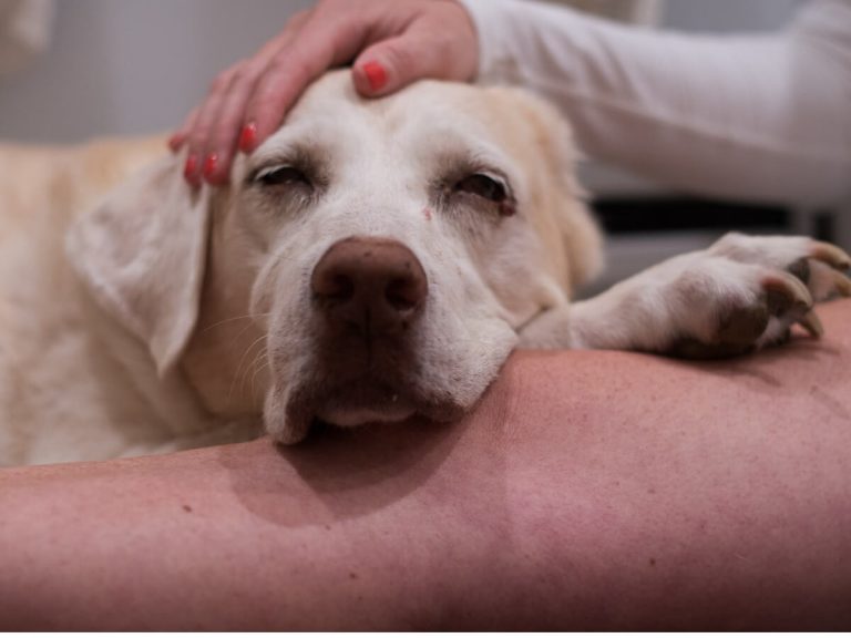 5 causes de cancer chez le chien et comment l'éviter
