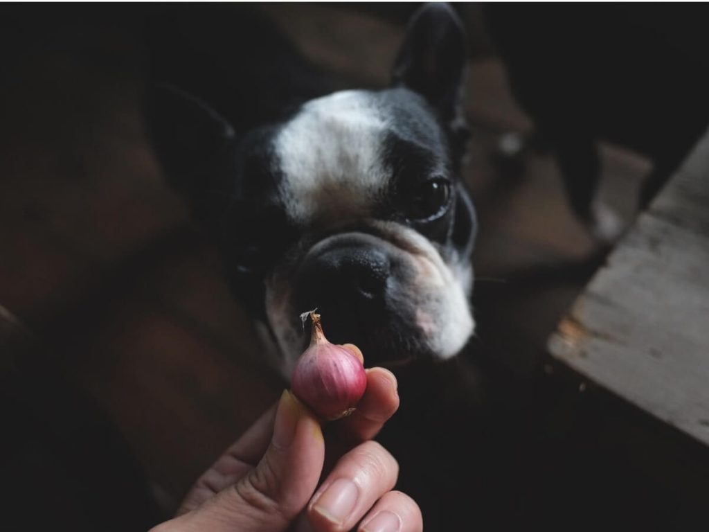 Les chiens peuvent-ils manger de l'oignon?