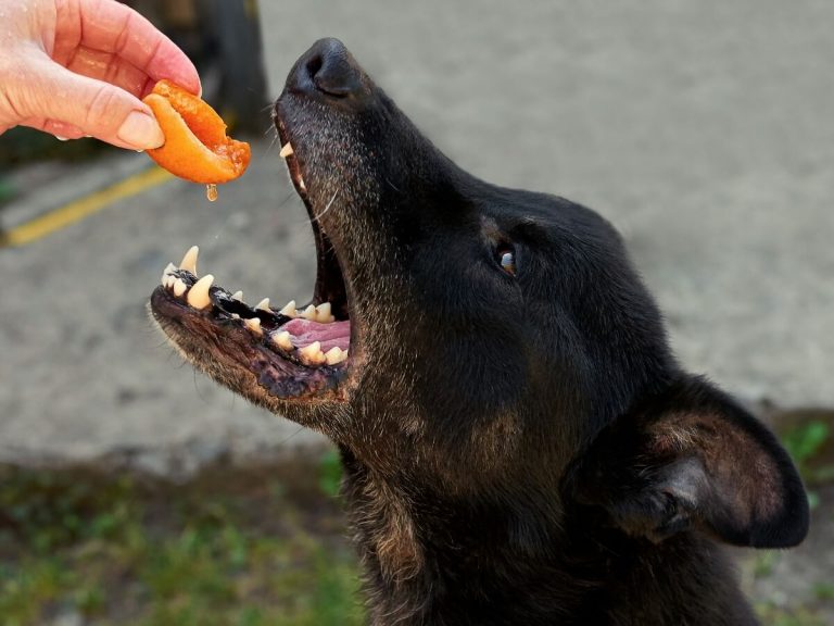 Les chiens peuvent-ils manger des pêches ?