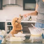 Les chiens peuvent-ils manger de la farine de blé ?