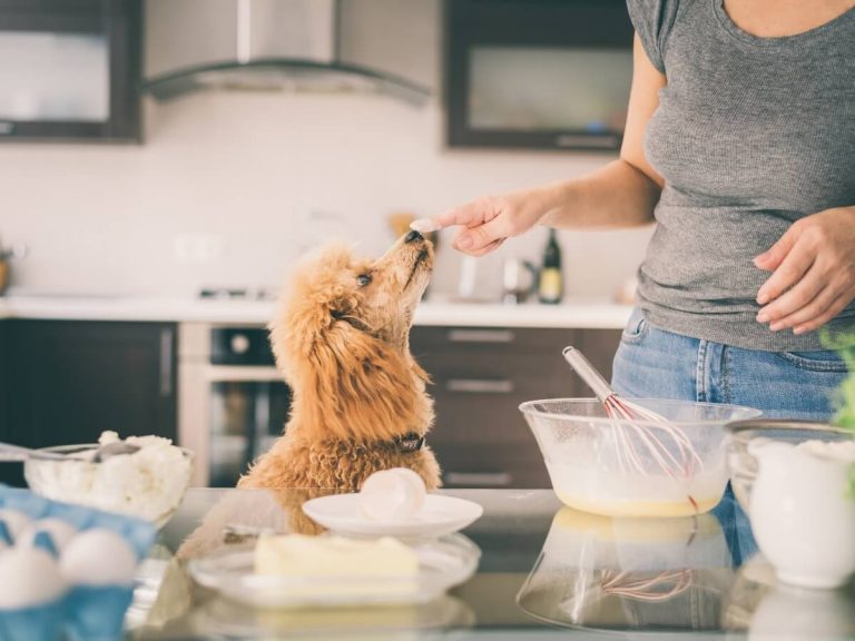 Les chiens peuvent-ils manger de la farine de blé ?