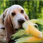 Les chiens peuvent-ils manger du maïs?