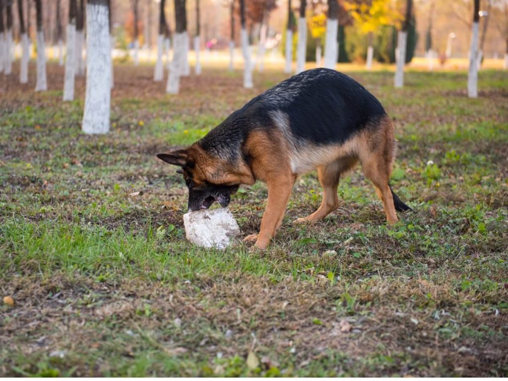 8 raisons pour lesquelles votre chien mange des pierres