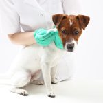 Paraphimose chez le chien : caractéristiques, causes et traitement