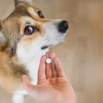 Nolotil pour chien : utilisations et posologie