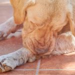 Séborrhée chez le chien : symptômes, causes et traitements
