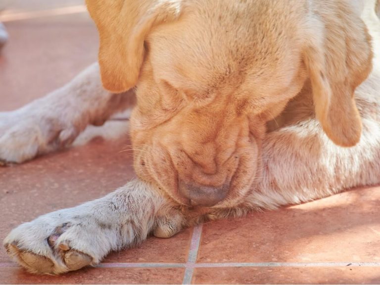 Séborrhée chez le chien : symptômes, causes et traitements