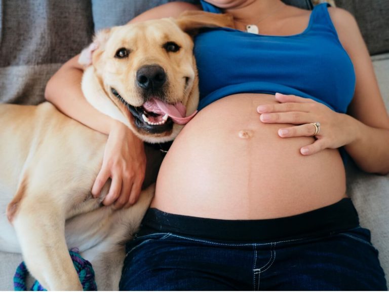 Les chiens détectent-ils une grossesse ?
