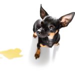 Cristaux dans l'urine de chien : symptômes, types et traitement