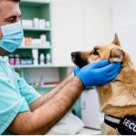 Paralysie faciale chez le chien : symptômes, causes et traitements