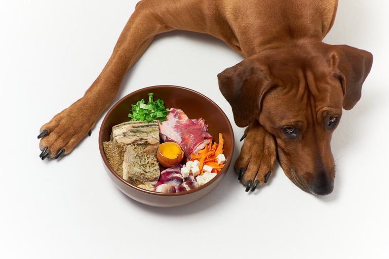 Mon chien ne veut pas manger : 10 causes et comment agir