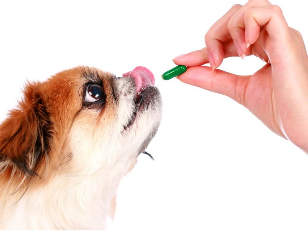 Méthylprednisolone pour chien : posologie et contre-indications