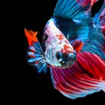 10 curiosités du poisson betta