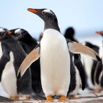 Comportement des pingouins