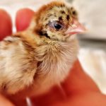 Acarien rouge chez les poulets : tout ce que vous devez savoir