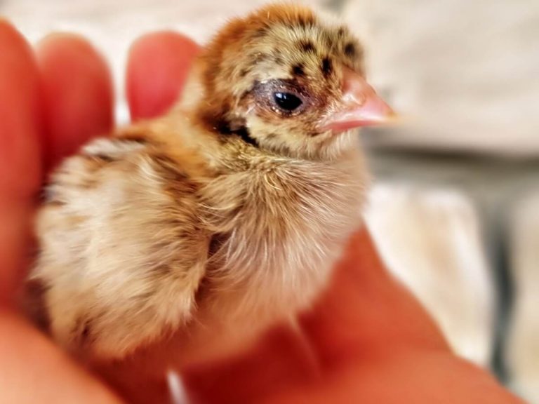 Acarien rouge chez les poulets : tout ce que vous devez savoir