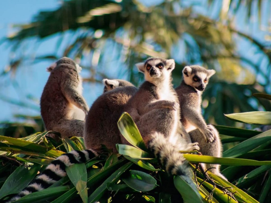 La plupart des primates de Madagascar sont en danger d'extinction