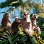 La plupart des primates de Madagascar sont en danger d'extinction