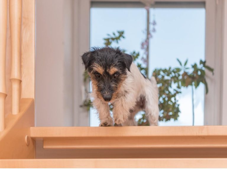 Mon chien a peur des escaliers : les causes et comment agir