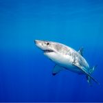 tiburon-blanco-mar.jpg