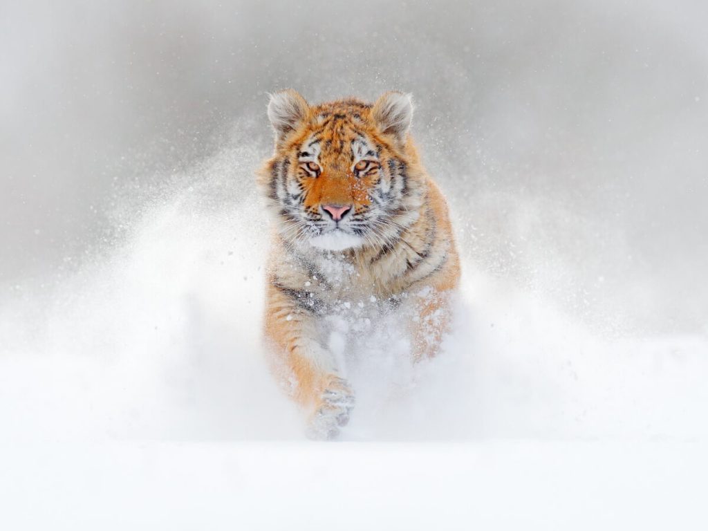 Différences entre le tigre du Bengale et le tigre de Sibérie