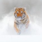 Différences entre le tigre du Bengale et le tigre de Sibérie