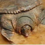 tortuga-swinhoe-caparazon.jpg