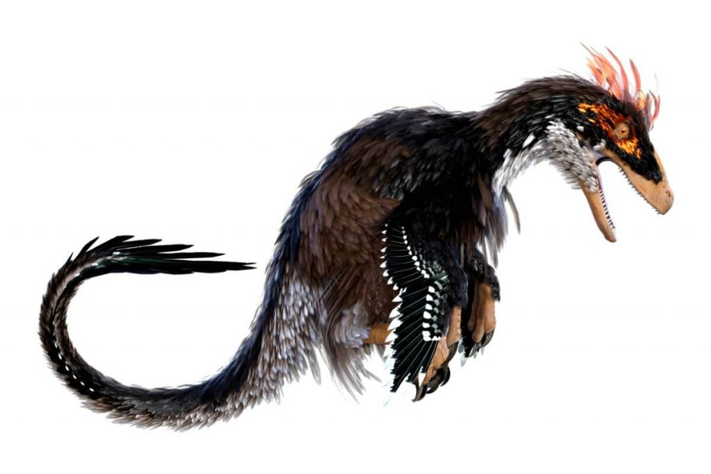 Ubirajara jubatus : le dinosaure à crinière