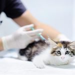 vacuna-trivalente-gatos.jpg