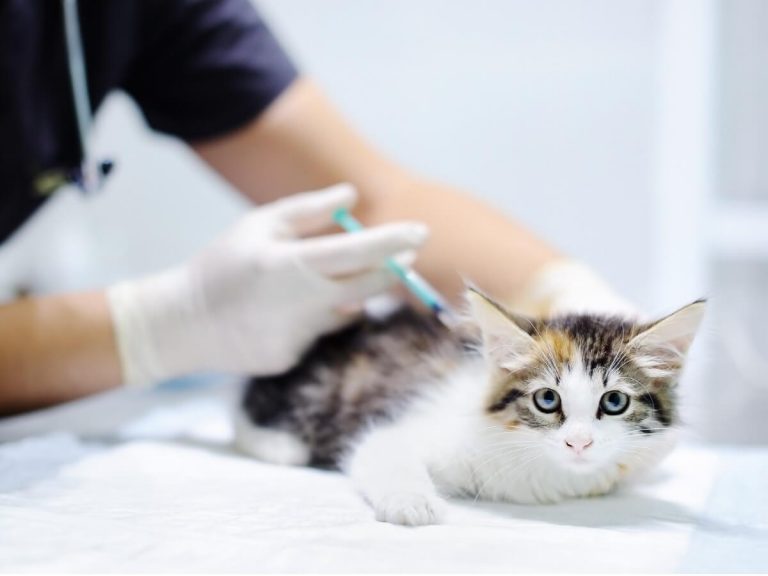 Vaccin trivalent pour chats : à quoi sert-il et effets secondaires