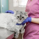 Épanchement pleural chez le chat : causes, diagnostic et traitement